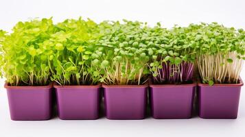 ai généré différent microgreen les types dans carré marmites. variété de Jeune comestible choux. concept de la diversité dans Urbain jardinage, nutritif pousse, compact agriculture, en bonne santé mode de vie photo