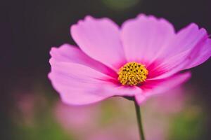 rose cosmos Floraison dans le jardin avec ciel dans le Contexte. photo