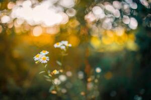 rêver fantaisie doux concentrer le coucher du soleil champ paysage de blanc fleurs et herbe Prairie chaud d'or heure le coucher du soleil lever du soleil temps bokeh. tranquille printemps été la nature fermer. abstrait flou forêt Contexte photo