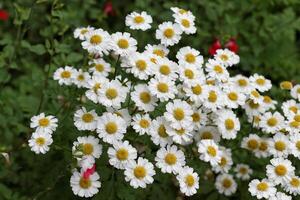 fleurs blanches dans le jardin photo