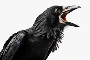ai généré fermer en hurlant noir corbeau sur une blanc Contexte photo