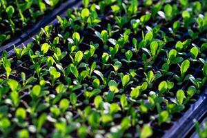 salade légume semis. petit vert légume semis grandi dans plateau plantation, croissance en bonne santé les plantes. photo