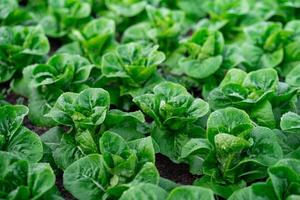 Frais biologique vert cos salade. salade des légumes croissance. photo