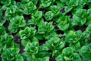 Frais biologique salade dans serre salade les plantes prêt à récolte hydroponique légume ferme Frais vert salade croissance dans le jardin. photo