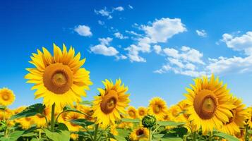 ai généré vibrant Jaune tournesol fleurs dans une vert Prairie en dessous de photo