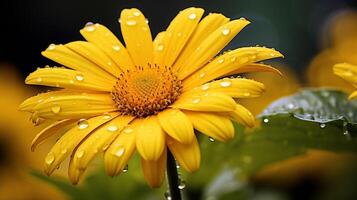 ai généré vibrant Jaune Marguerite fleur une cadeau de la nature beauté photo