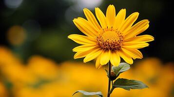 ai généré vibrant Jaune Marguerite une Célibataire fleur de beauté dans la nature photo