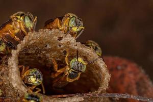 abeilles jatai adultes photo