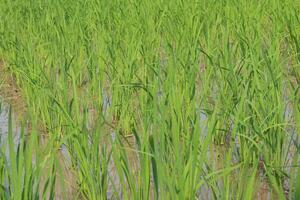 riz les plantes cette sont encore Jeune et vert dans une très en bonne santé état et avoir assez l'eau à vivre et grandir photo