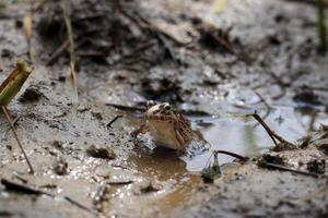 proche en haut photo de une riz champ grenouille à la recherche à le caméra