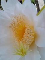 le dragon fruit épanouissement fleur est pris pendant le journée. cette photo est parfait pour calendriers, les magazines, affiches, bannières.