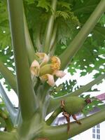 Jeune Papaye photo. cette photo est adapté pour plante les magazines, agricole livres, annonces, affiches, bannières.