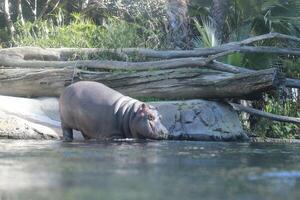 hippopotame dans l'eau photo