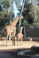 girafe et bébé photo