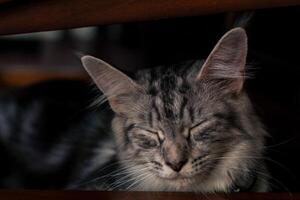 une chat est en train de dormir en dessous de une chaise photo