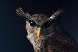 une proche en haut de un hibou avec une grand le bec photo