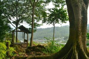 une arbre avec une petit cabane séance sur Haut de Montagne photo