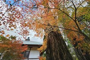 rouge érable dans bussanji temple. ses temple porte est énorme et a une chaume toit. il est une point de repère de Yufuin. photo