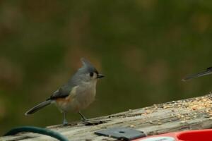 cette mignonne peu huppé mésange Sam sur le en bois balustrade comme je a pris le sien photo. le sien mignonne peu gris corps avec le peu mohawk. cette oiseau est en dehors pour certains graines pour oiseaux. photo