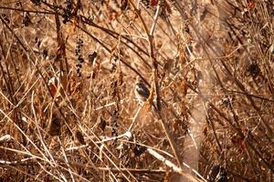 cette mignonne peu moineau a été vu ici en essayant à cacher dans le brosse. le des oiseaux peu marron plumes sont parfait camouflage pour le feuillage autour lui. le marron de le les plantes fait du une parfait habitat. photo