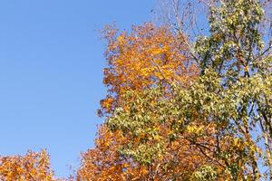 je l'amour le Regardez de ces magnifique l'automne couleurs. le tomber feuillage à ses culminer. le orange, jaune, et rouge montrant le feuilles sont à propos à goutte. une bleu ciel pouvez être vu dans le Contexte. photo