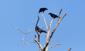ces magnifique corbeaux Sam perché un haut le arbre ramifié à la recherche assez confortable. le grand noir des oiseaux d'habitude rester ensemble dans leur meurtre. le tomber feuillage pouvez être vu tout autour. photo