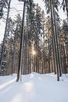 contagieux une étoile de Soleil dans une épicéa forêt couvert avec blanc étincelant neige dans beskyde montagnes, tchèque république. hiver Matin Fée conte photo