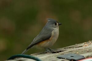 cette mignonne peu huppé mésange Sam sur le en bois balustrade comme je a pris le sien photo. le sien mignonne peu gris corps avec le peu mohawk. cette oiseau est en dehors pour certains graines pour oiseaux. photo