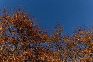 l'automne temps lorsque le feuilles changement à une jolie brun, Orange et Jaune couleur. cette fait du le arbre Regardez comme il est sur Feu. le tomber feuillage vraiment des stands en dehors droite avant le feuilles goutte. photo