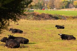 cette magnifique champ de vaches vraiment spectacles le les terres agricoles et Comment ouvert cette zone est. le noir bovins étiré à travers le magnifique vert Prairie en dehors pâturage avec le nuageux ciel au-dessus de. photo