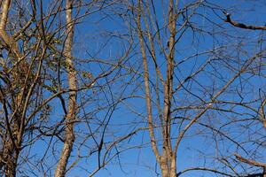 le Regardez de ces jolie marron membres élongation dans le ciel est assez superbe. le branches avec non feuilles dû à le hiver saison Regardez comme squelettique restes. photo