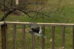 cette magnifique bleu geai a été pris en volant de le verre table sur le pont. cette corvid a une cacahuète dans le sien le bec. ces des oiseaux l'amour cette pointe de noix. le sien ailes étiré en haut dans le air. photo