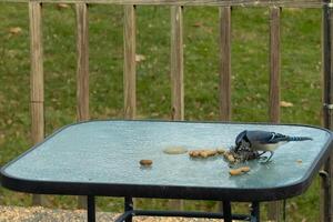 cette jolie bleu geai venu en dehors à le verre table pour certains aliments. cacahuètes allonger tout à travers le surface lequel est une préféré écrou pour ces corvidés. cette oiseau a tel jolie couleurs et semble vraiment intelligent. photo