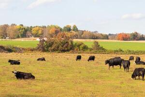 cette magnifique champ de vaches vraiment spectacles le les terres agricoles et Comment ouvert cette zone est. le noir bovins étiré à travers le magnifique vert Prairie en dehors pâturage avec le nuageux ciel au-dessus de. photo