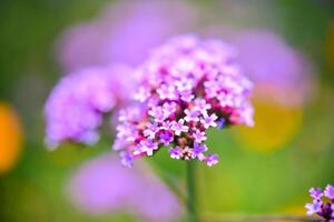 fermer verveine bonariensis violet dans le parc photo