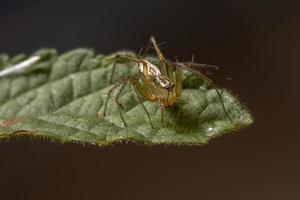 araignée lynx rayé photo