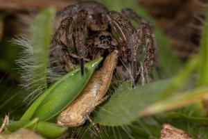 Araignée-loup adulte s'attaquant à une nymphe de sauterelle à cornes courtes