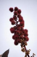 plante de ricin rouge photo