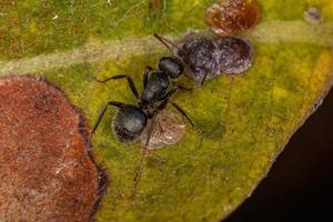 interaction symbolique entre les fourmis charpentières et les cochenilles photo