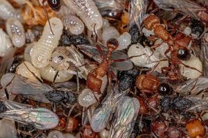 fourmis moissonneuses adultes photo