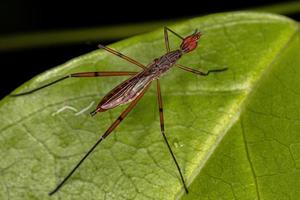 mouche adulte sur échasses photo