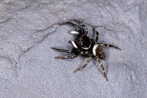 araignée sauteuse de la maison d'adanson