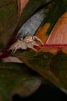 araignée sauteuse brésilienne
