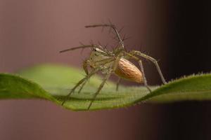 araignée lynx rayé photo