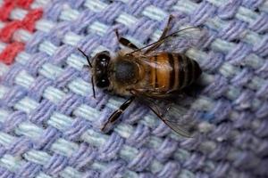 abeille à miel occidentale