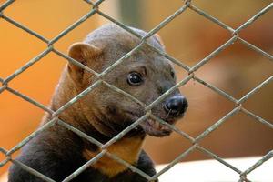 animal sauvage tayra photo