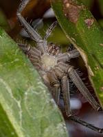 araignée trechaleid adulte femelle photo