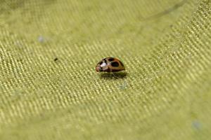 coccinelle brésilienne photo