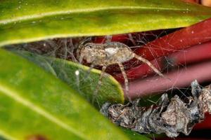 araignée de toile de pépinière photo