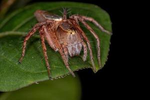 araignée lynx adulte femelle photo